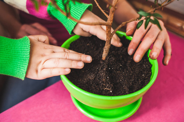 Replanting potted plant. A woman teaches a boy to work with houseplants. The child plants flowers. Replanting indoor flower in a new pot. Children's hands closeup. - Photo, Image