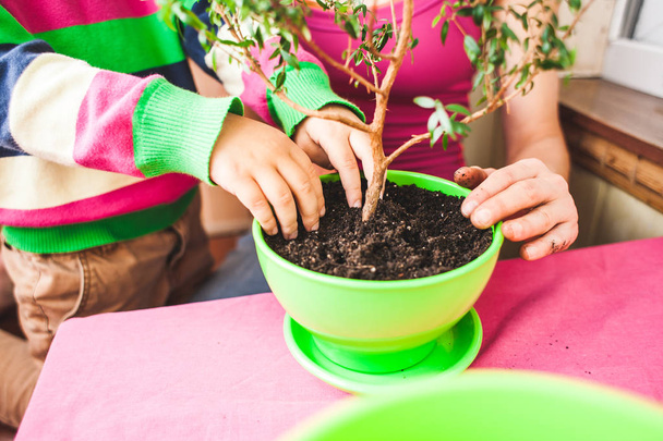 Herbeplanting ingegoten plant. Een vrouw leert een jongen om te werken met kamerplanten. Het kind planten bloemen. Herbeplanting indoor bloem in een nieuwe pot. Kinder handen closeup. - Foto, afbeelding