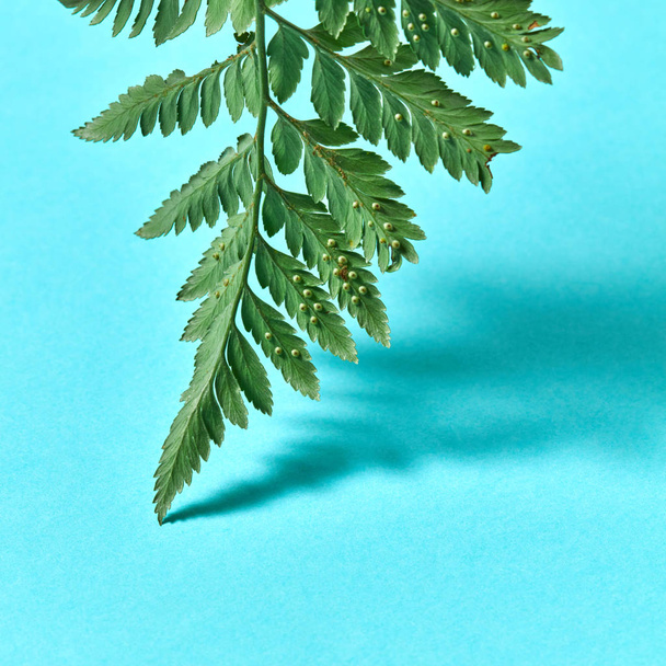 Fern leaf represented by the reverse side on a blue background with space for text and shadow pattern. Postcard layout - Photo, image