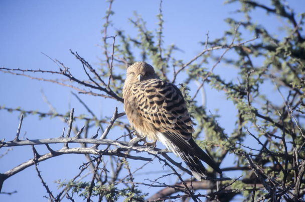 Falco rupicoloides, (Falco rupicoloides), Africa, Namibia, Oshikoto, Parco nazionale di Etosha - Foto, immagini