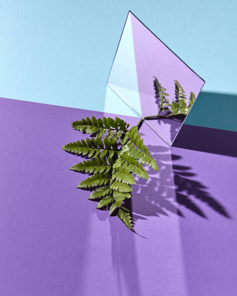 A green branch of fern is reflected in a mirror on a double purple-blue cardboard background with space for text. Creative natural layout - Zdjęcie, obraz