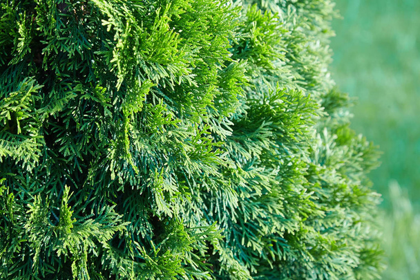 platycladus orientalis (auch bekannt als chinesische Thuja, orientalische Arborvitae, chinesische Arborvitae, Biota oder orientalische Thuja)) - Foto, Bild