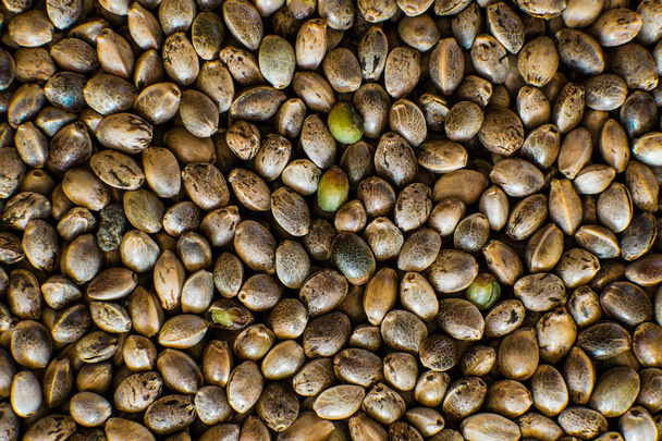 Pohled shora. Mnoho semen konopí. Makro detail marihuany semena. Organických semen konopí. Konopí semena pozadí v makru. - Fotografie, Obrázek