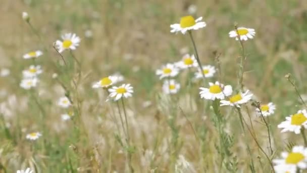 many beautiful chamomile background - Footage, Video