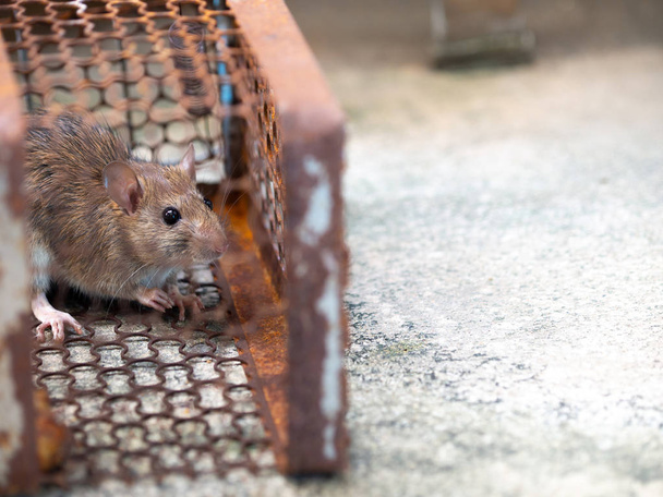 Rotta on ansassa häkissä tai ansassa. Likainen rotta on tartuttanut taudin ihmisiin, kuten Leptospiroosiin, ruttoon. Kodeissa ja asunnoissa ei pitäisi olla hiiriä. häkki kiinni valvonta rotta - Valokuva, kuva