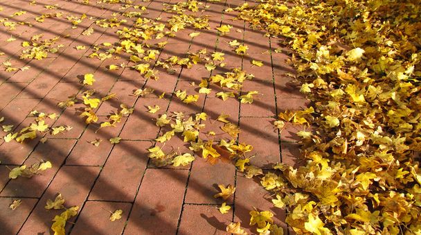mnoho padlých žluté maple listy na chodník se stíny na plot - Fotografie, Obrázek
