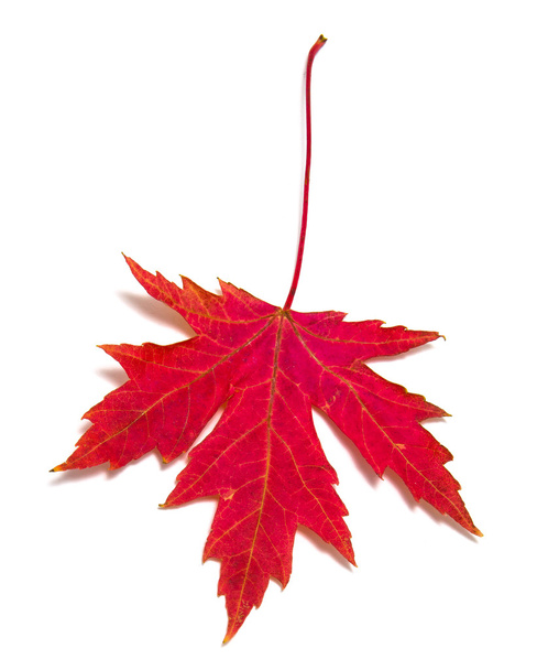 kırmızı akçaağaç yaprağı - Fotoğraf, Görsel