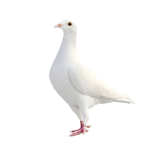 penas brancas de pombo-correio pássaro isolado fundo branco
 - Foto, Imagem