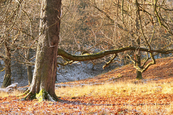 arbre à branches nues dans la forêt d'automne avec peu de neige
 - Photo, image