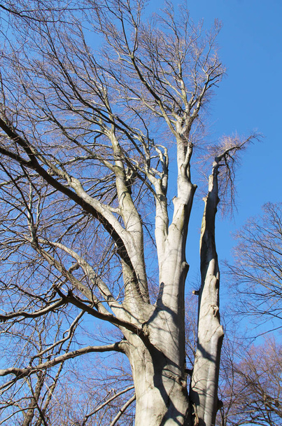 oude beuken boom met kale takken en blauwe hemel - Foto, afbeelding