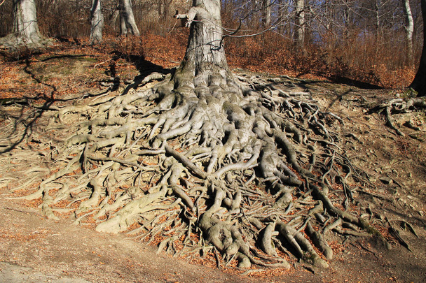 big crooked roots of an old beech tree on Hukvaldy, Czech Republic in autumn  - Photo, Image