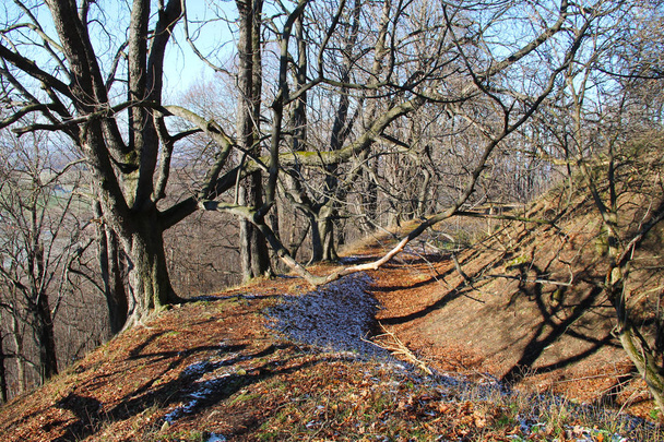 δέντρα με γυμνά κλαδιά σε φθινοπωρινό δάσος με λίγο χιόνι - Φωτογραφία, εικόνα