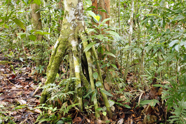 Rainforest tree - Photo, image
