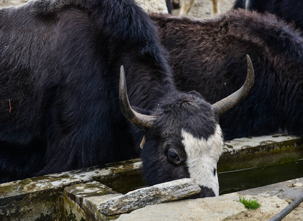 Black yak (cow) on mountain of Annapurna Range of Nepal. - Fotoğraf, Görsel