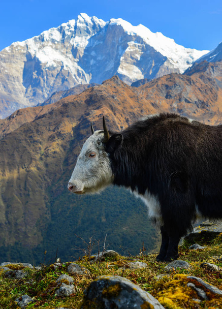 Черный як (корова) на горе Аннапурна в Непале
. - Фото, изображение