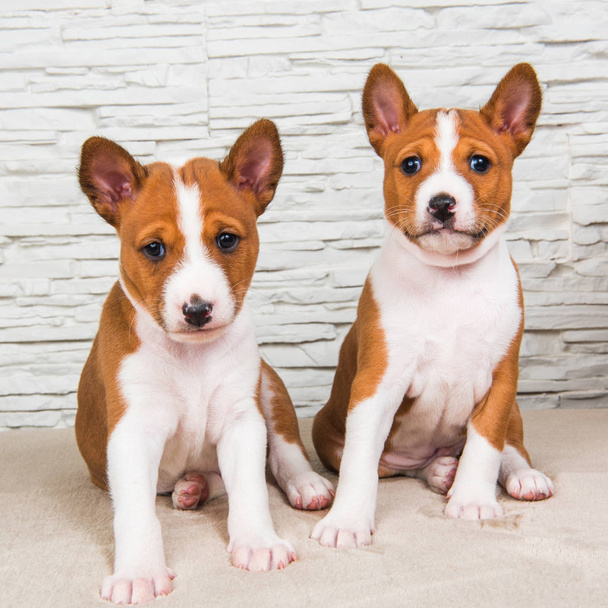 Funny small babies two Basenji puppies dogs on white wall background - Photo, Image