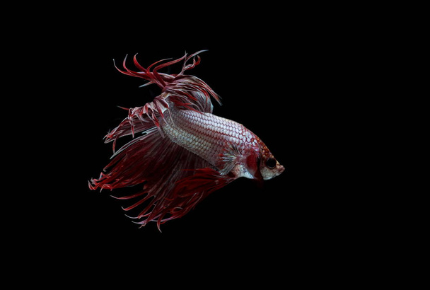 Siamese fighting fish ,Crowntail, red fish on a black background - Photo, Image