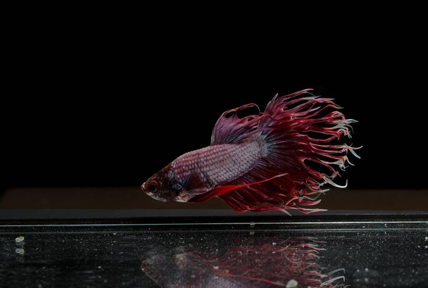 Siyam mücadele balık, Crowntail, siyah bir zemin üzerine kırmızı balık - Fotoğraf, Görsel