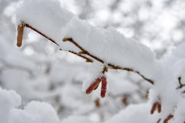 Φουντούκι δέντρο στο χιόνι το χειμώνα. - Φωτογραφία, εικόνα