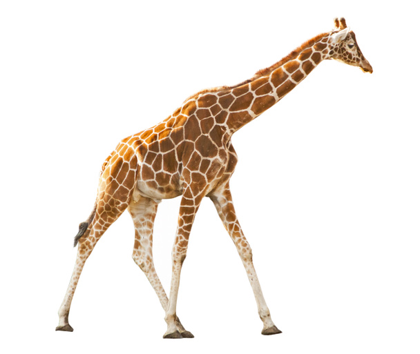 Giraffe isoliert auf weißem Hintergrund - Foto, Bild