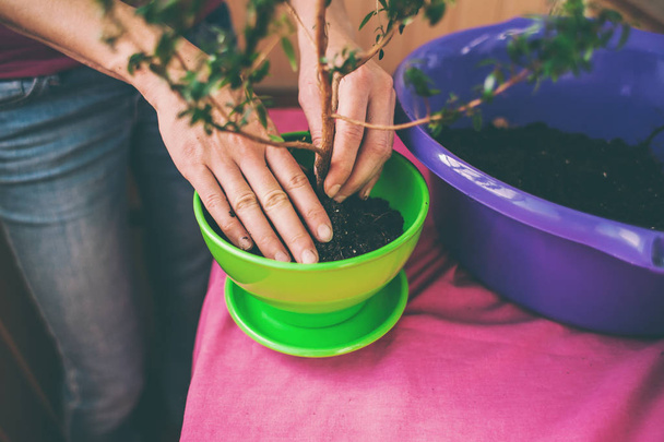 A woman plants a houseplant in a pot. Young bonsai tree. Replanting a flower in a new pot. The girl puts her hands on the ground. - Fotoğraf, Görsel