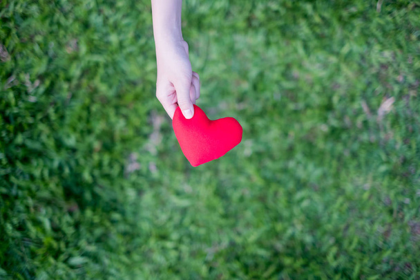 hands holding red heart with green grass background. Concept Give love. - 写真・画像