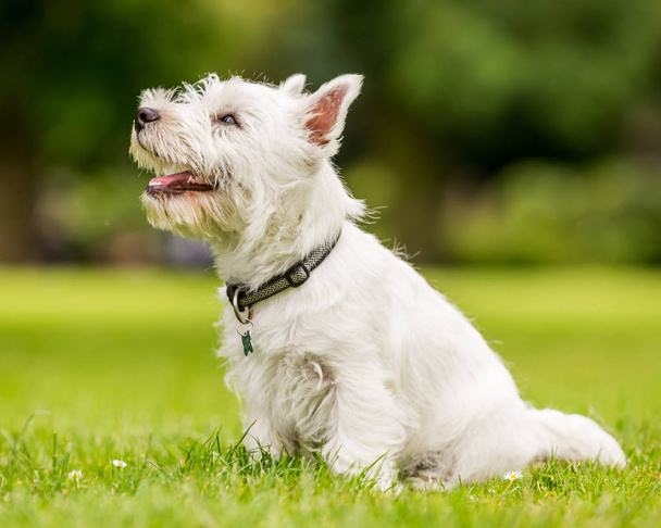 Gros plan White West Highland Terrier jouant dans le parc
. - Photo, image