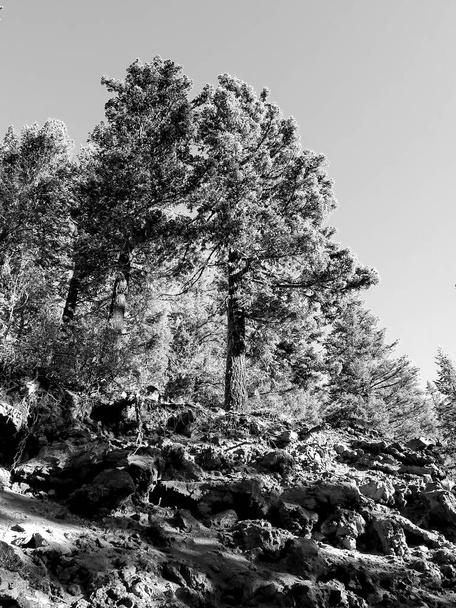 Дерева на вершині пагорба
 - Фото, зображення