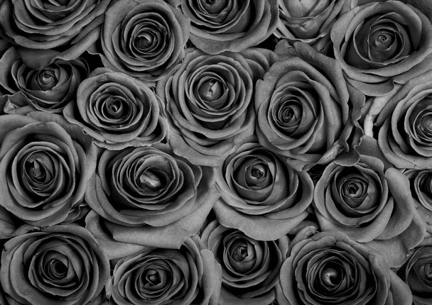 Background image of grey roses - Foto, afbeelding