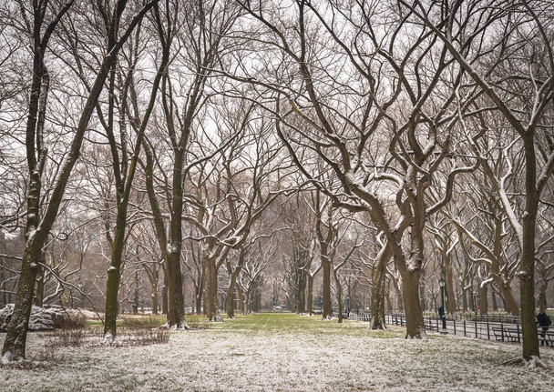 Mañana después de una nevada en Central Park
 - Foto, Imagen