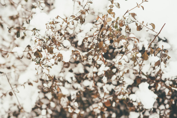 Closeup photo of the snowy bush branches, frozend and covered with snowflakes - Zdjęcie, obraz