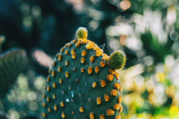 Close-up of an opuntia microdasys cactus plant with two buds on the top - Foto, afbeelding