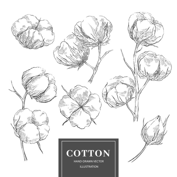 Cotton sketch branch collection - Vetor, Imagem