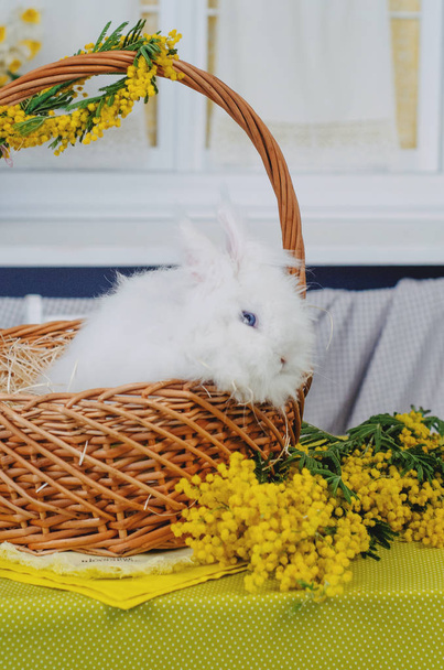Cute little rabbit sitting in a wooden basket on the table with flowers. Tester concept - Fotó, kép