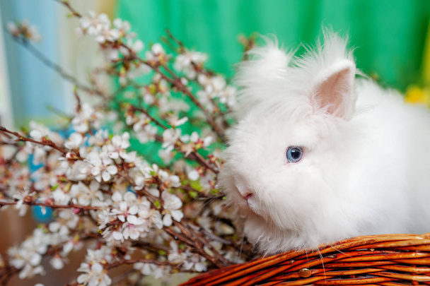 Cute little rabbit sitting in a wooden basket on the table with flowers. Tester concept - 写真・画像