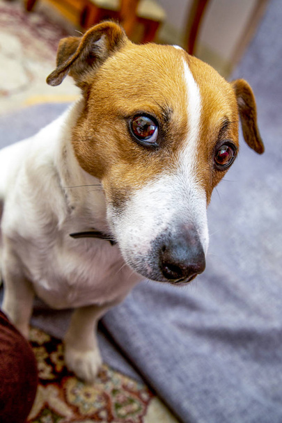 Niedlichen Hund Jack Russel starrt überrascht - Foto, Bild