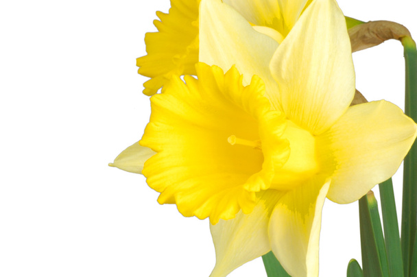 Daffodiili
 - Valokuva, kuva