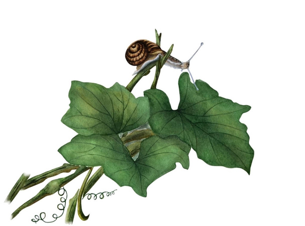 Ακουαρέλα εικονογράφηση με πράσινα φύλλα της κολοκύθας και όμορφη σαλιγκάρι. - Φωτογραφία, εικόνα