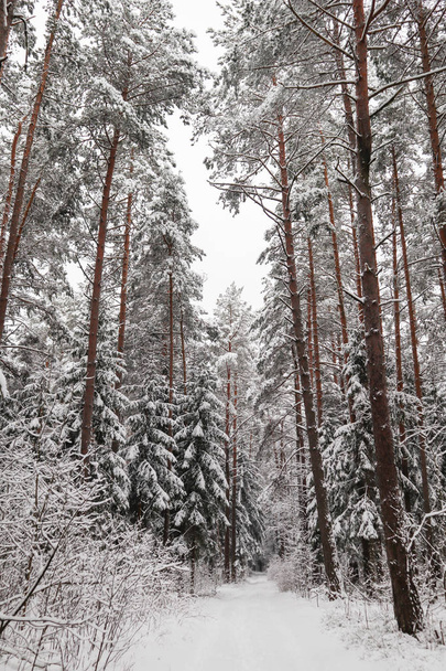 Beautiful winter forest with snowy trees. Fairy tale. - Foto, Imagem