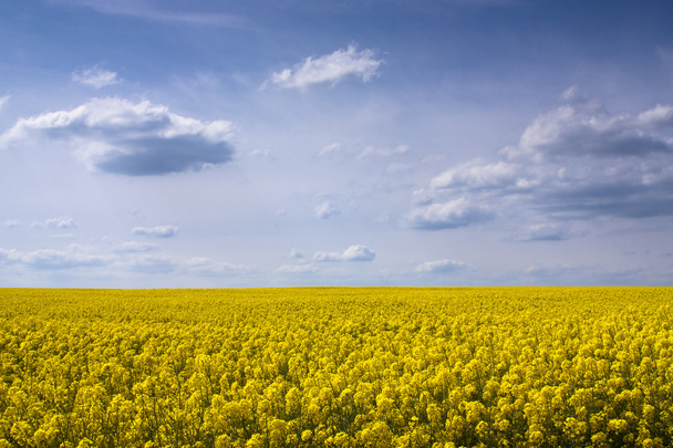 sárga repce vetőmag mező - Fotó, kép