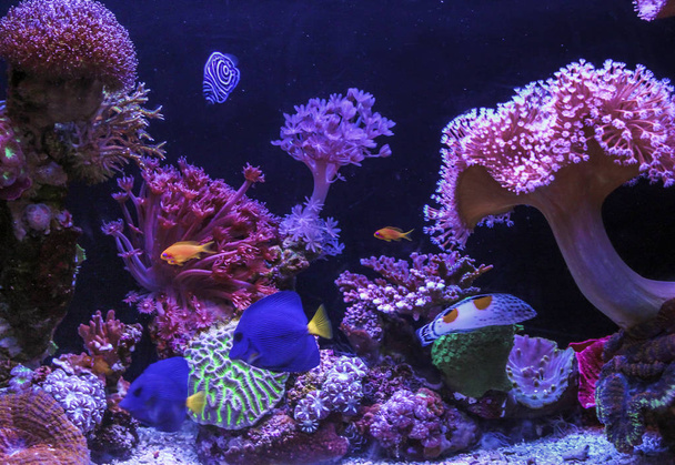 These are inhabitants of coral reefs in aquarium. - Fotoğraf, Görsel