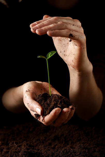 Руки с растением
 - Фото, изображение