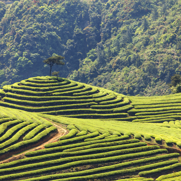 Tea Plantation - Photo, Image