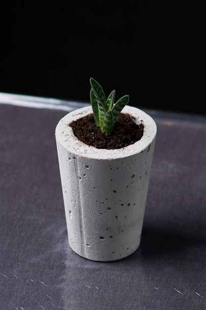 green plant in a concrete pot, creative home decoration - Fotó, kép