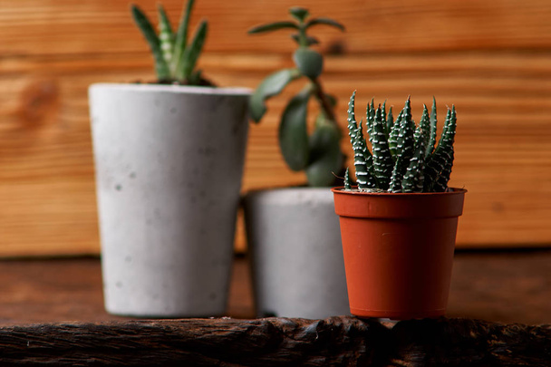 planta suculenta em vaso de concreto artesanal na decoração do quarto
 - Foto, Imagem