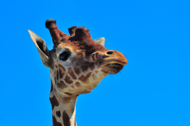 girafe somalienne
 - Photo, image