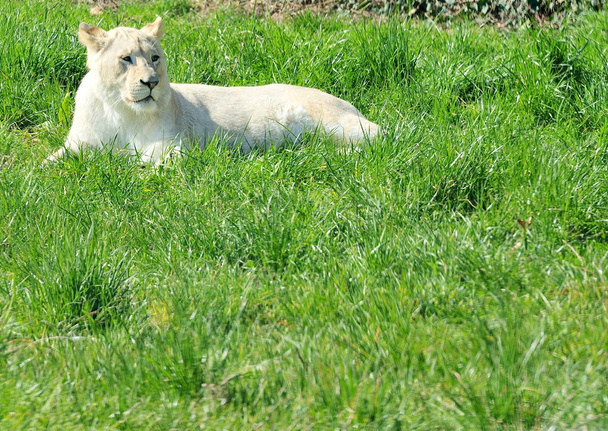 Lionne blanche (Panthera leo
) - Photo, image
