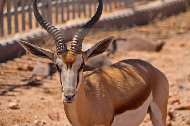 Springbok antelope with big horns in Namibia  - Photo, Image