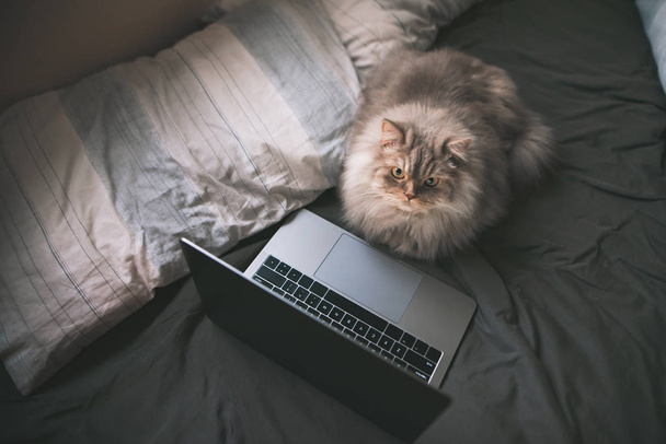 Fluffy cat lays on the bed in the bedroom near the laptop and looks at the camera. Portrait of a cat is at home in the bed near the laptop. Pet is on the bed, looks at the camera - Foto, Imagen