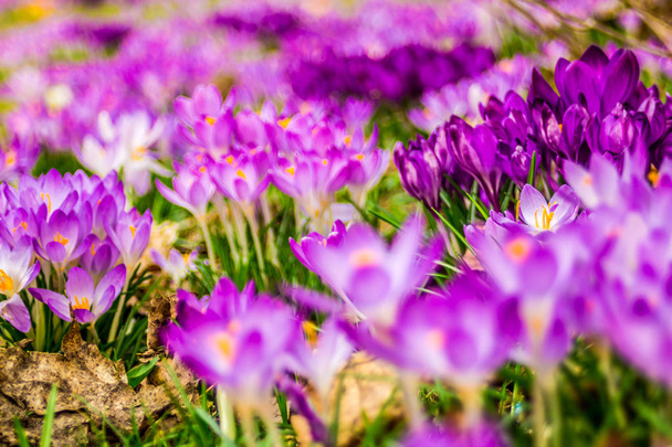 Šafrán, plurál krokusy nebo croci je rod jednoděložných rostlin z čeledi iris. Jediný crocus, banda krokusy, louka, detail - Fotografie, Obrázek